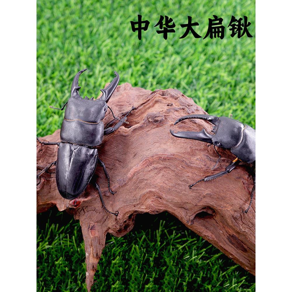 中华大扁锹独角仙活 宠物甲虫活体成虫昆虫活物锹形虫长戟兜虫斗