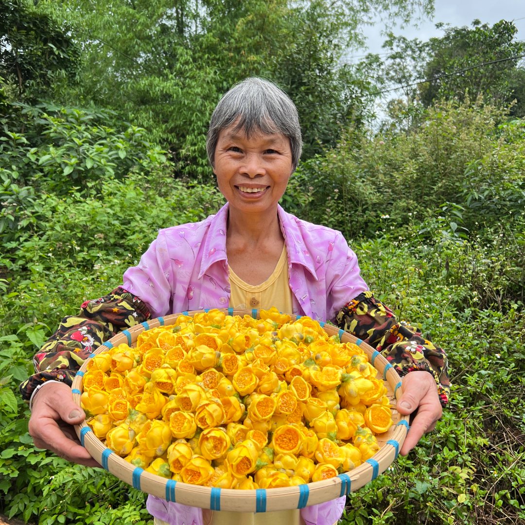 广西十万大山金花茶防城港金花茶冻干花茶正宗金花茶推荐50克包邮