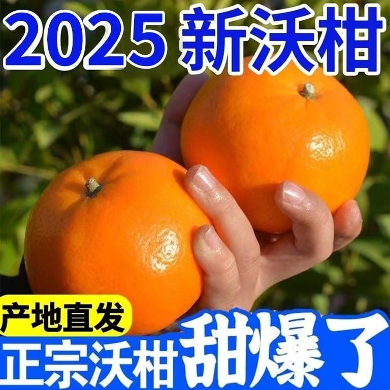 现摘现发橘子沃柑新鲜水果爆甜多汁当季桔子有籽柑橘可供到10月