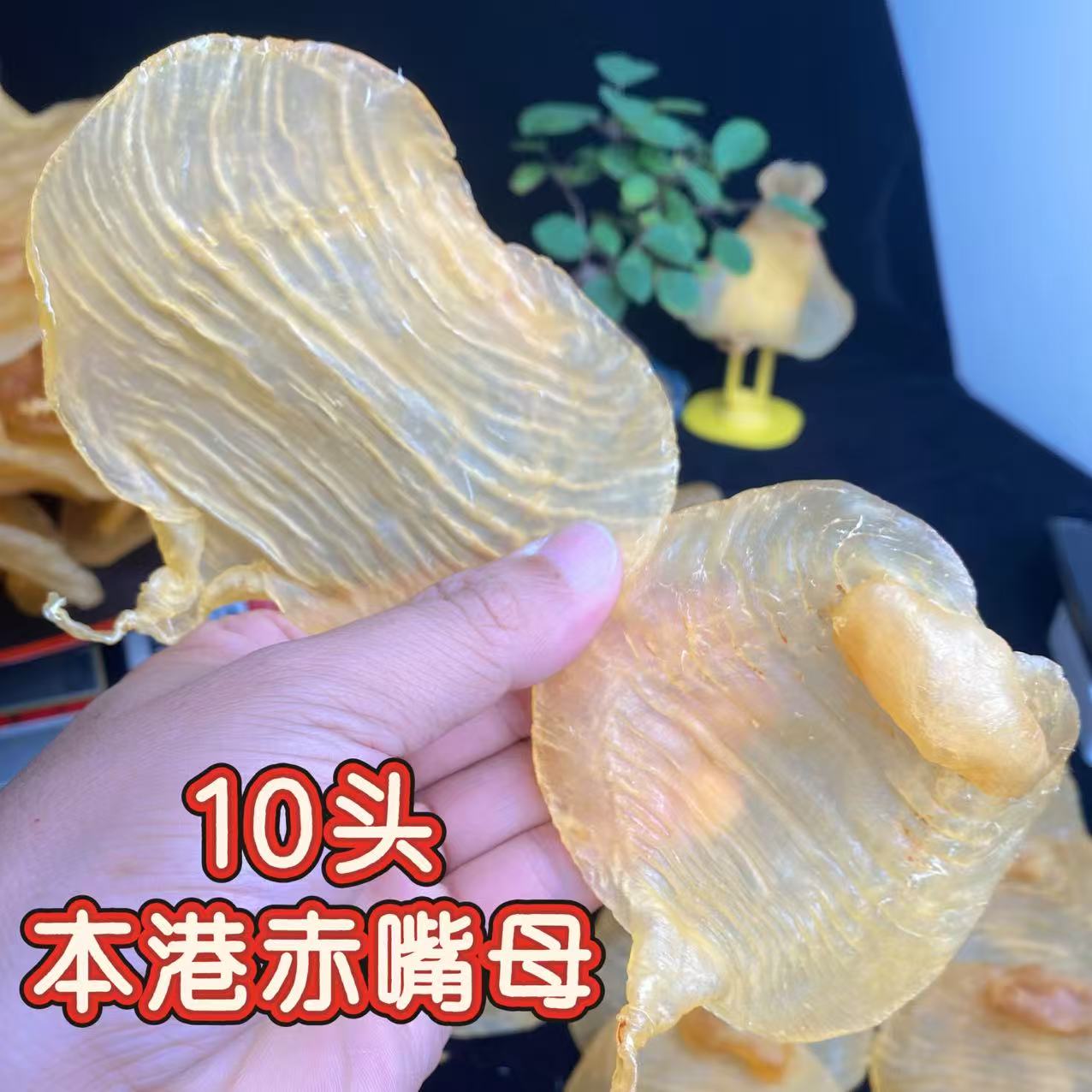 本港赤嘴鳘鱼胶花胶干货天然晾晒可煲汤滋补营养花胶