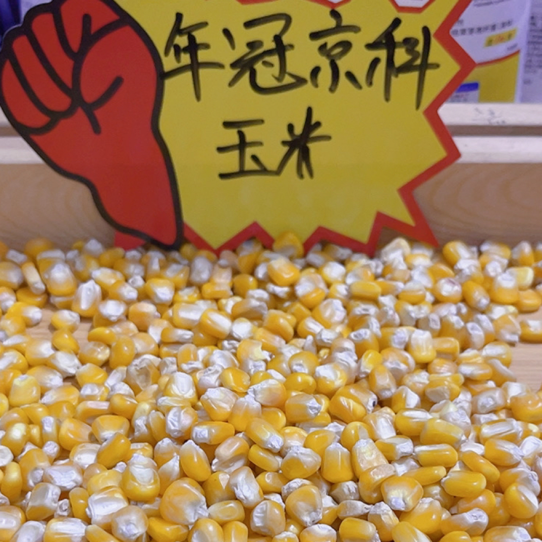 年冠京科玉米5斤赛鸽专用玉米鸽子饲料
