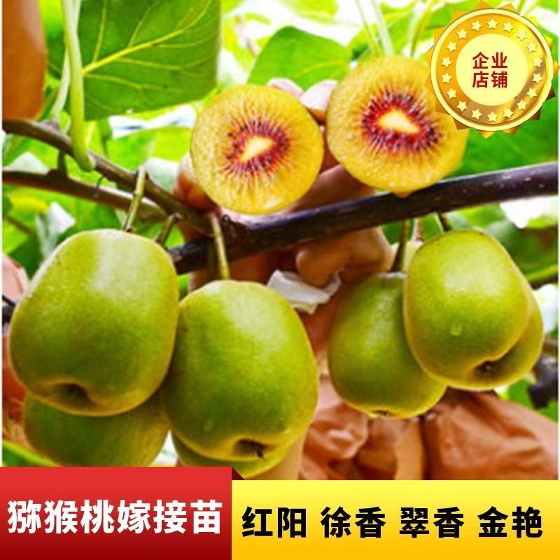 正宗猕猴桃嫁接苗红心绿心猕猴桃苗地栽水果苗南北方种植当年结果