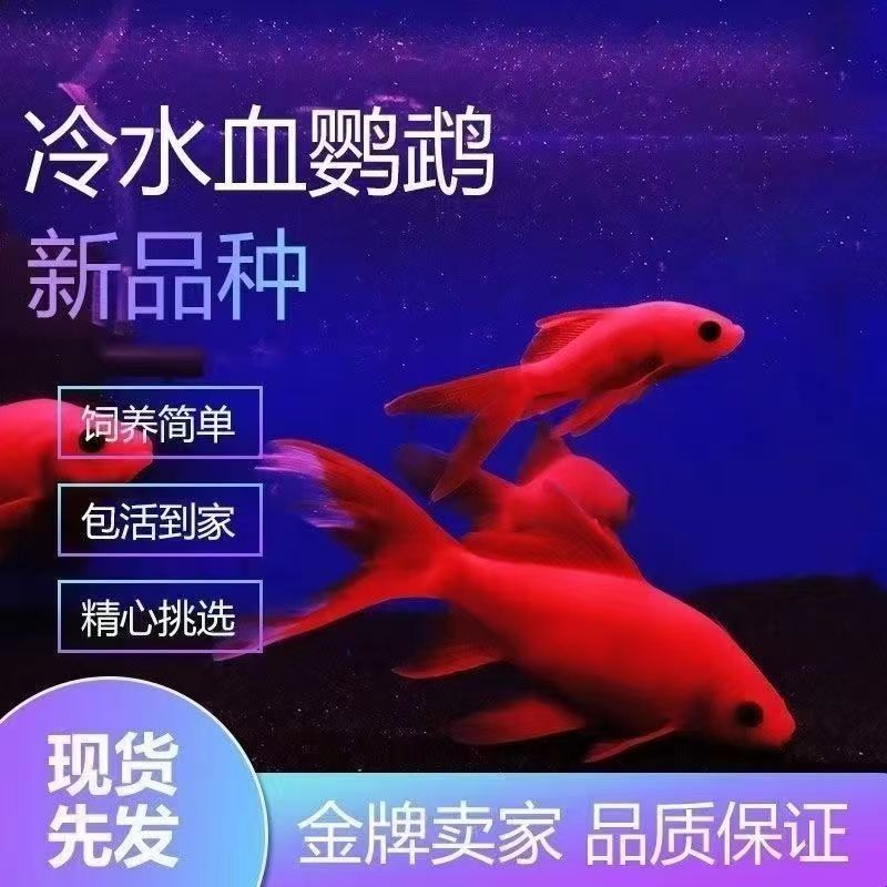 观赏鱼血红冷水鹦鹉好养耐活葡萄金鱼招财黑眼淡水鱼纯种红鱼