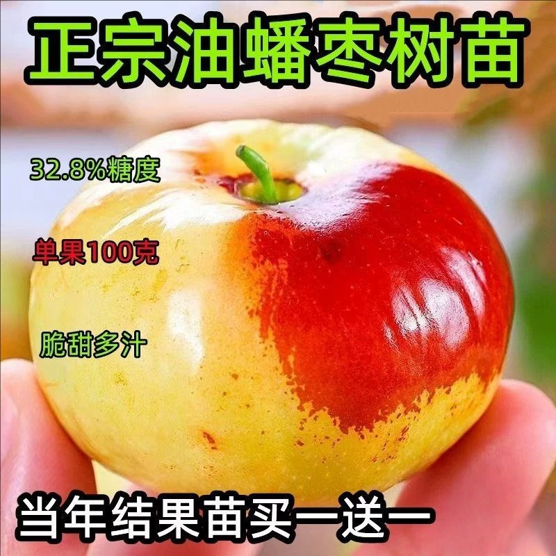 油蟠枣树果苗南北方耐寒早熟大枣超甜盆栽脆枣树嫁接活苗当年结果