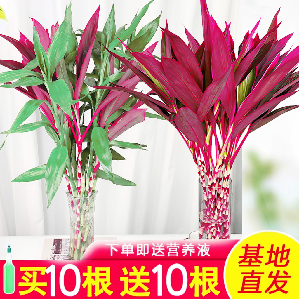 鸿运竹富贵竹水培植物竹子水养客厅室内盆栽绿植红叶朱蕉紫竹