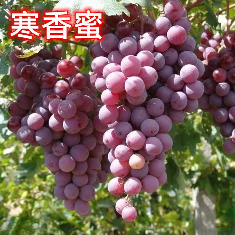 寒香蜜葡萄抗病抗寒老品种室外不怕冻糖度高