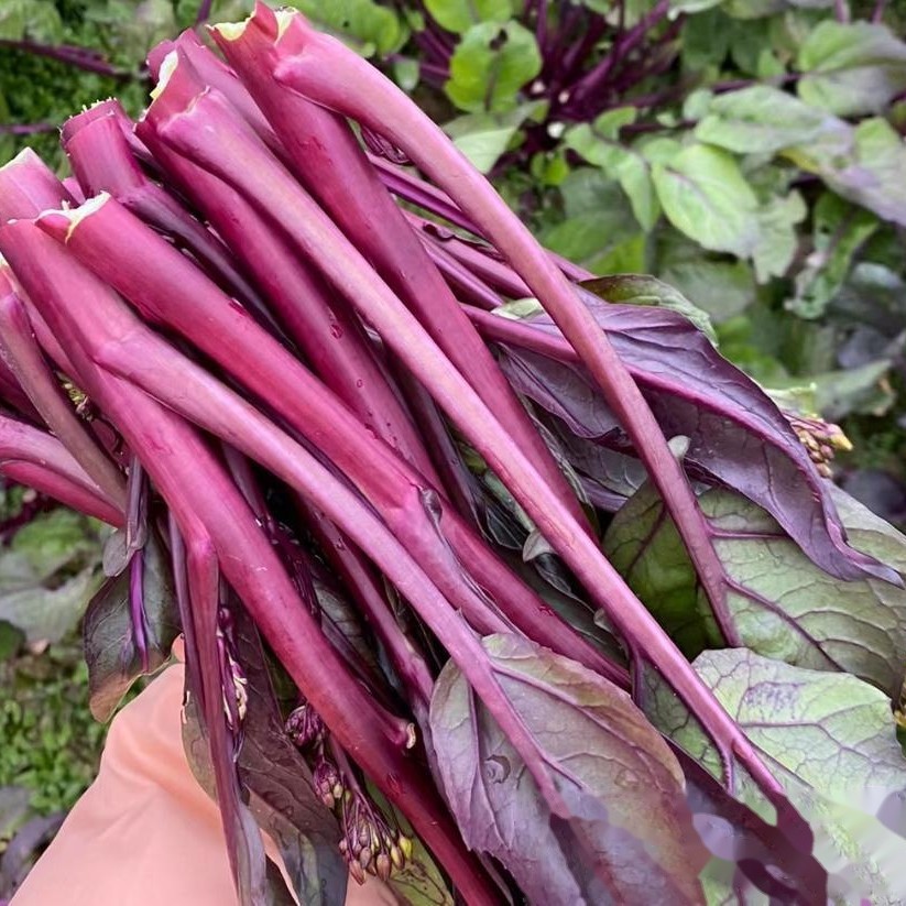 湖南农家自种露天新鲜红菜苔当季现摘鲜嫩蔬菜，三斤包邮紫菜苔