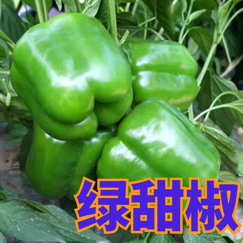 青椒苗甜椒大果菜椒辣椒苗圆椒早熟成活率高大棚菜园蔬菜种苗秧苗