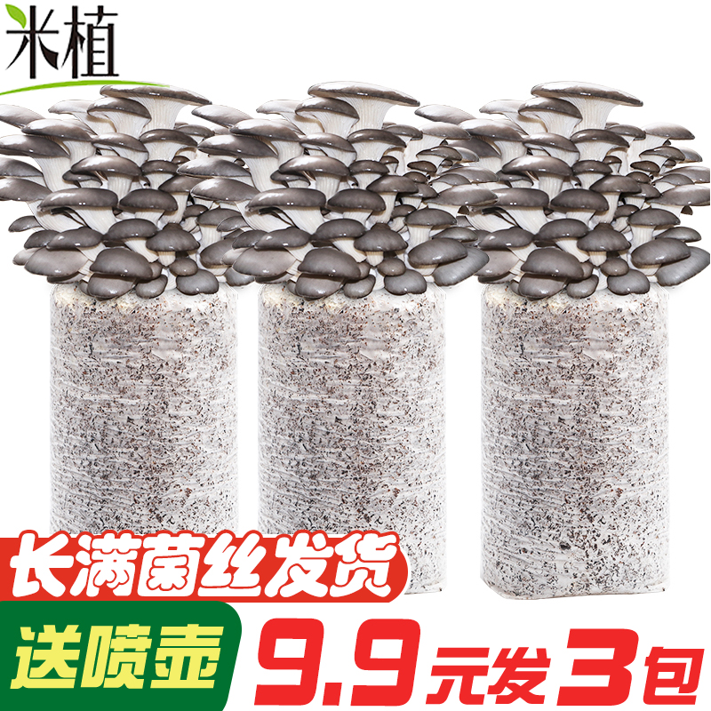 蘑菇种植包菌种菌包平菇家种盆栽自种蘑菇家庭室内桌面菌菇包袋