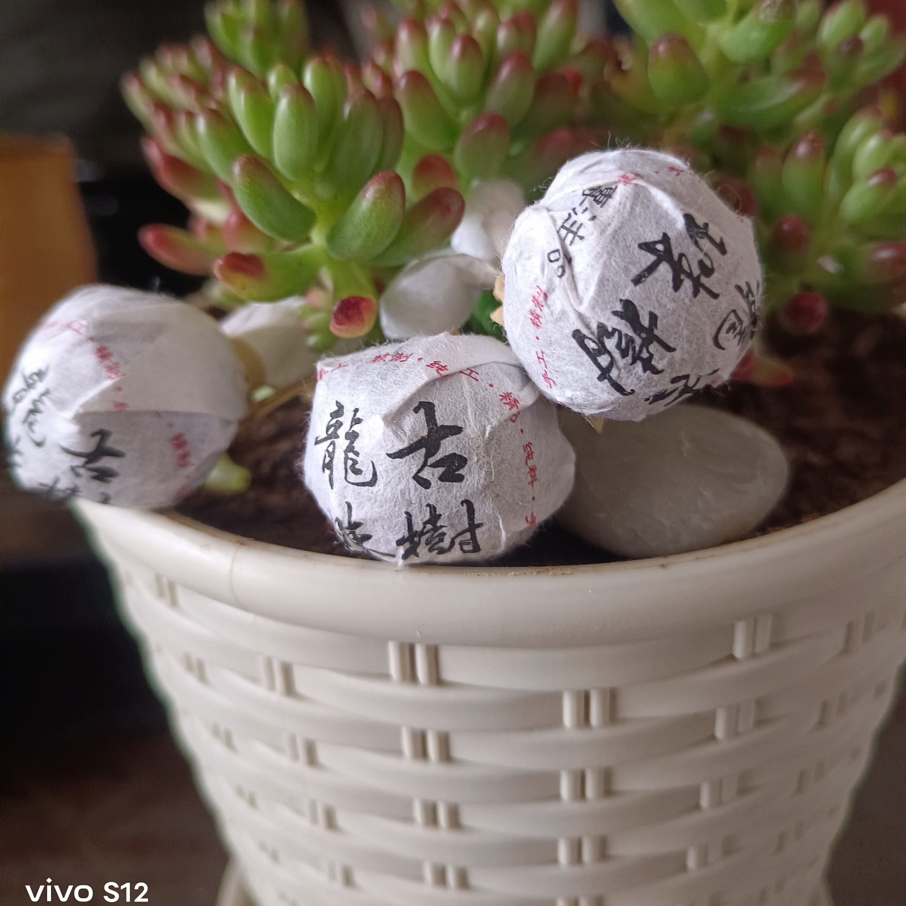 古树普洱茶生茶龙珠二十颗装