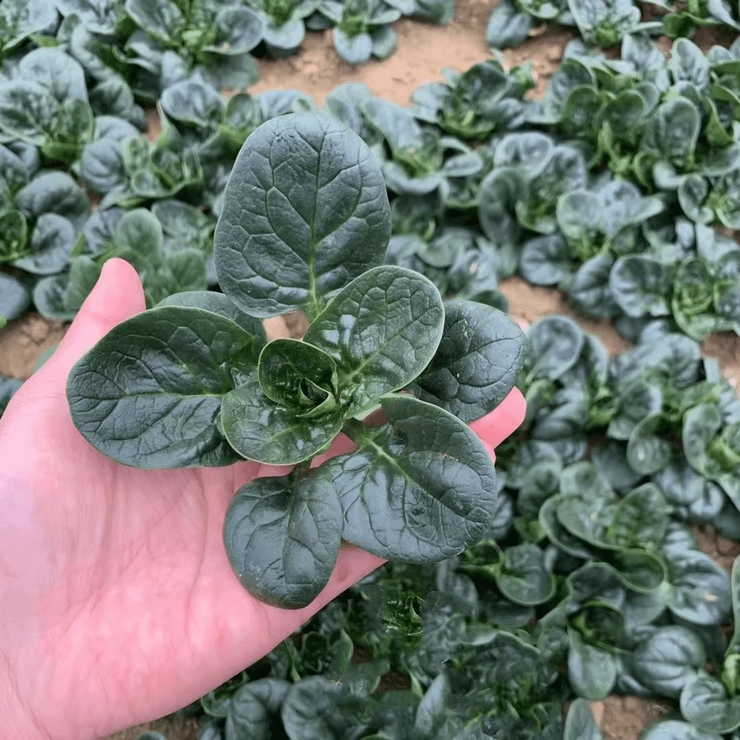 【趴地菠菜种子】阳台花盆可种菠菜夏季耐热可越冬老品种菠菜种籽