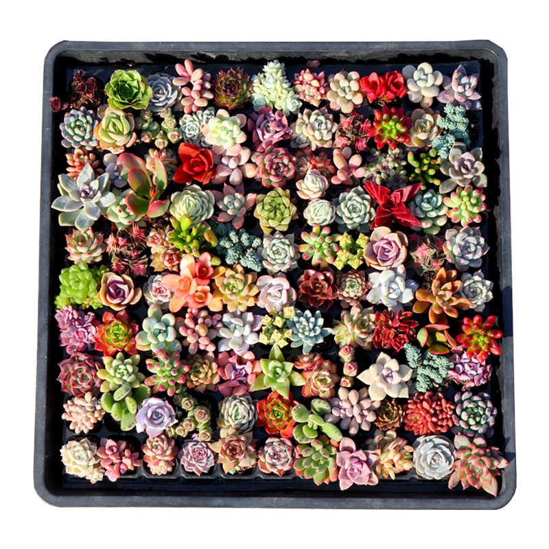 多肉植物盆栽组合趣味好养办公室桌面室内拇指多肉花卉盆栽小绿植