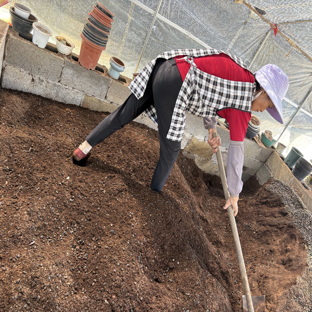 多肉植物专用土颗粒土百分之六十颗粒60颗粒土夏景多肉基地尹