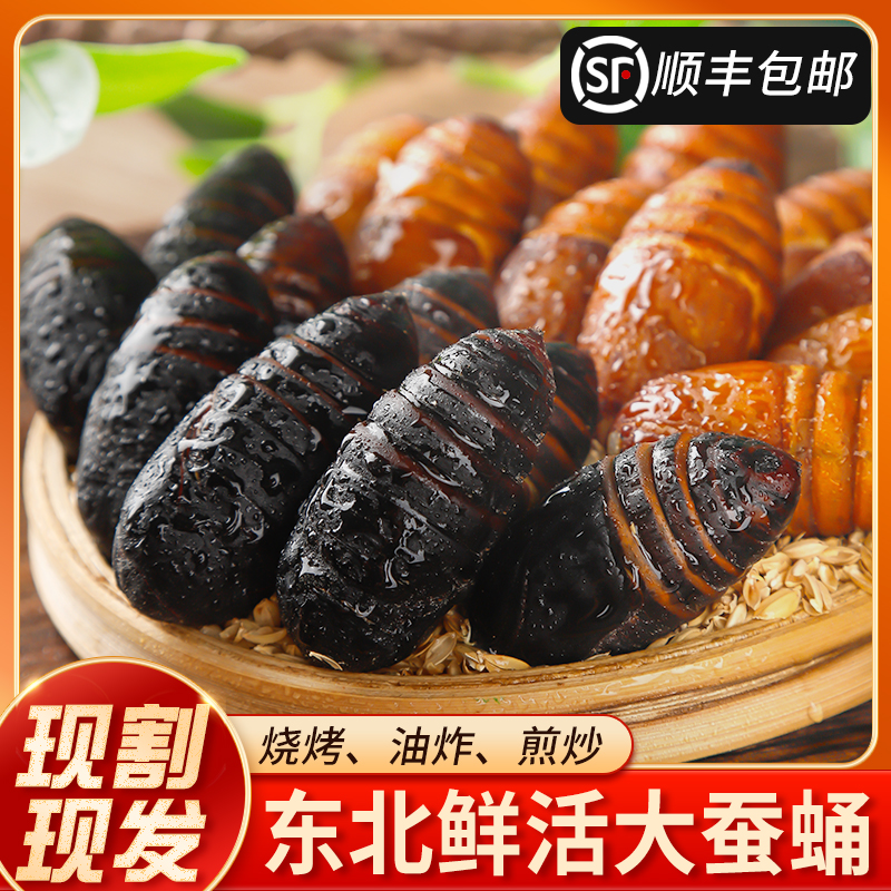 2025年新蛹东北特产柞蚕蛹活蛹产地直发顺丰包邮