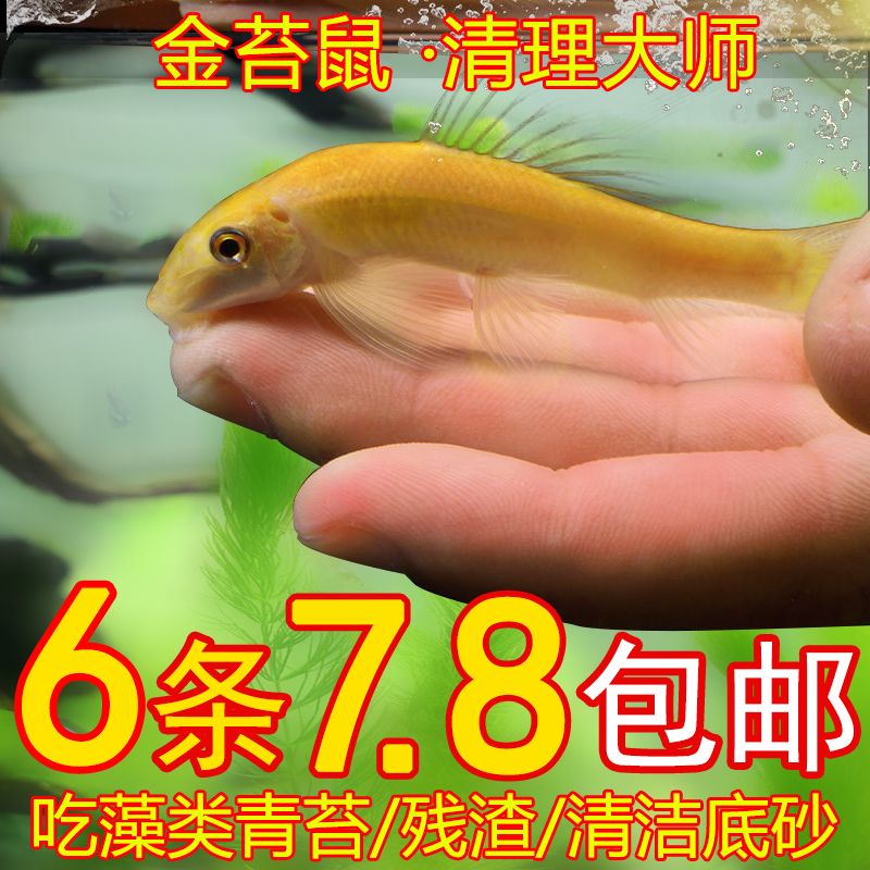 清洁鱼耐活金苔鼠鱼藻粪便垃圾热带鱼彩虹鲨青铜鼠鱼缸工具老鼠鱼