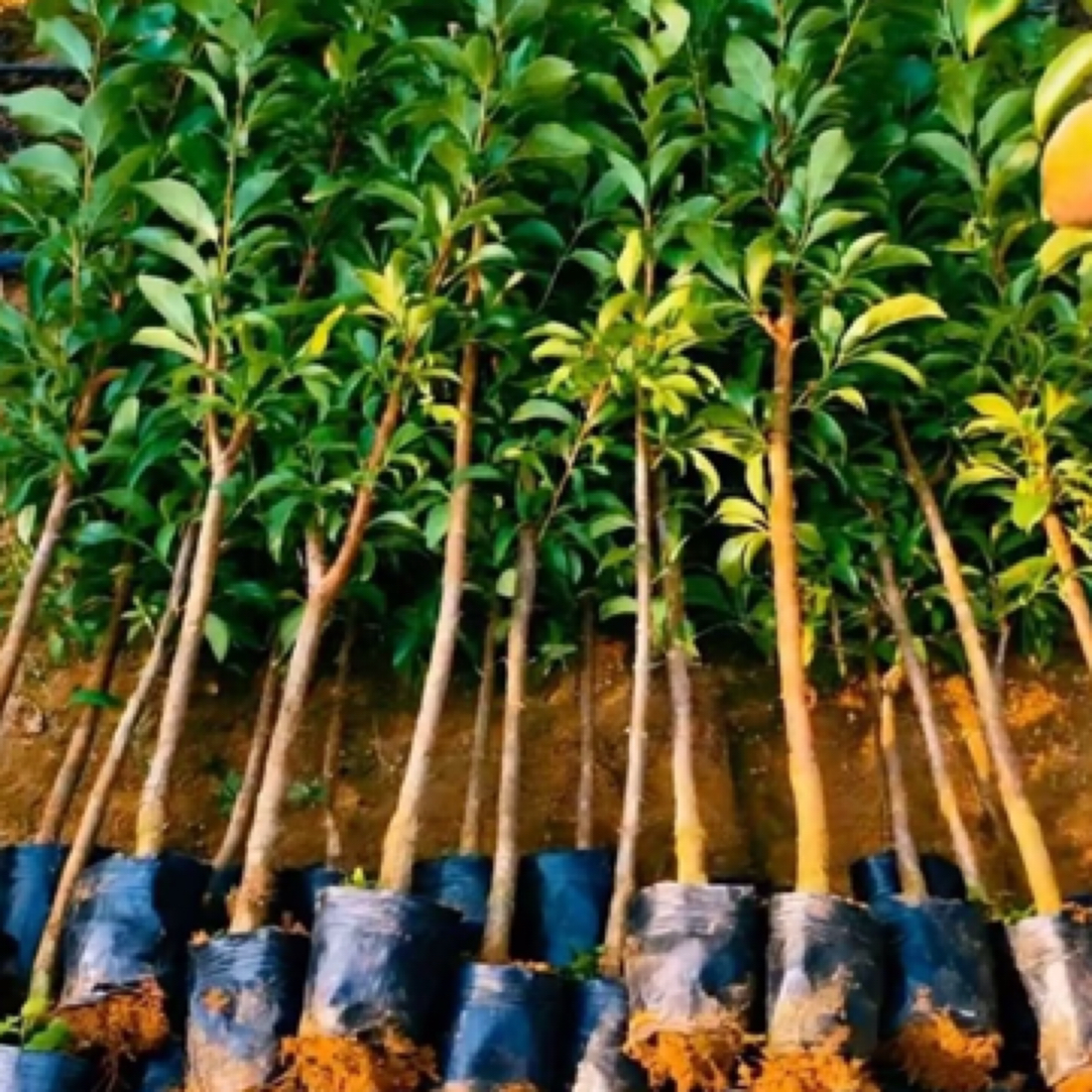 国凤7号李子树苗新品种嫁接果树苗李子苗南方种植（带土带叶子）