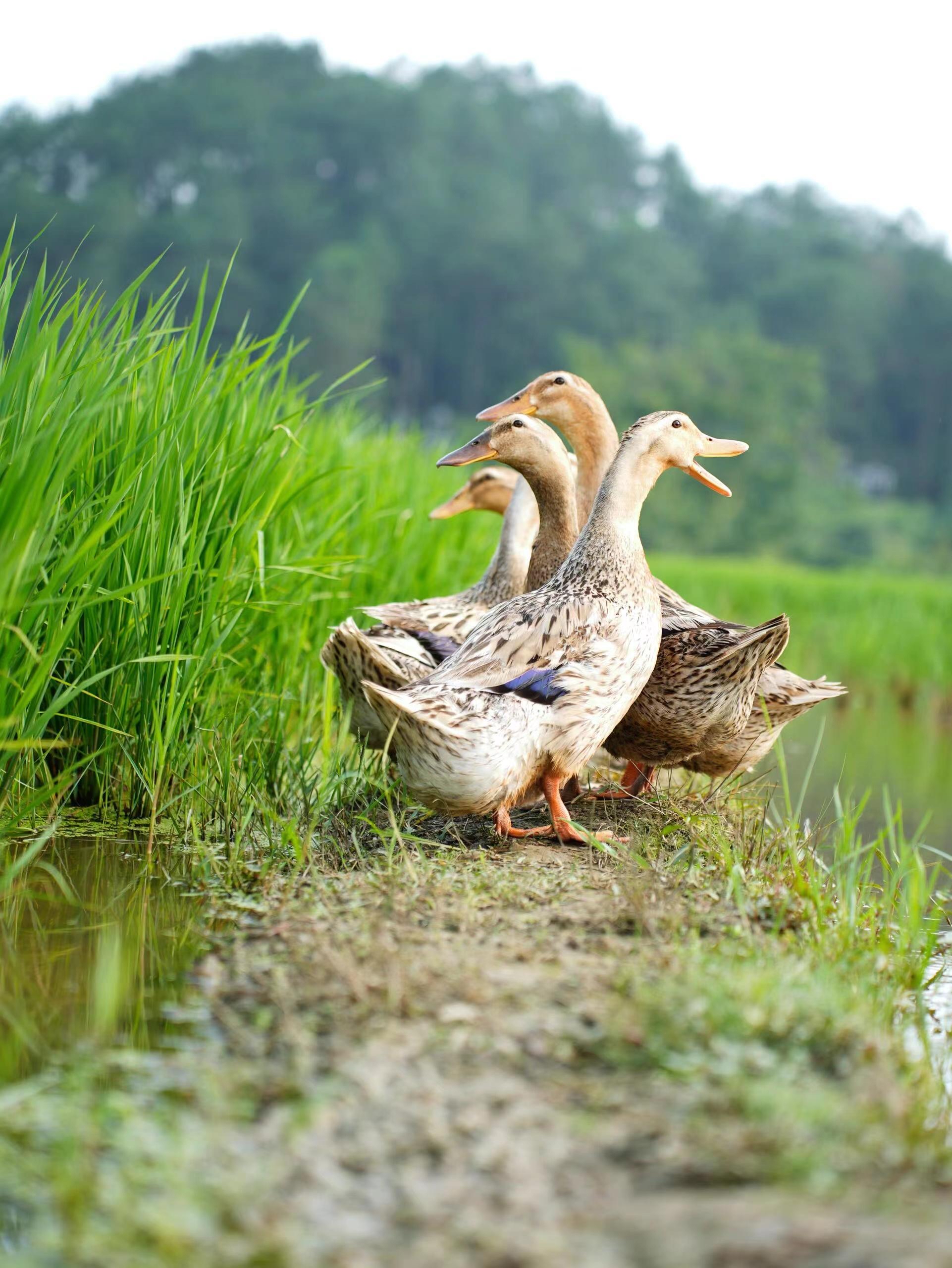 湖南邵阳农家散养土鸭顺丰包邮