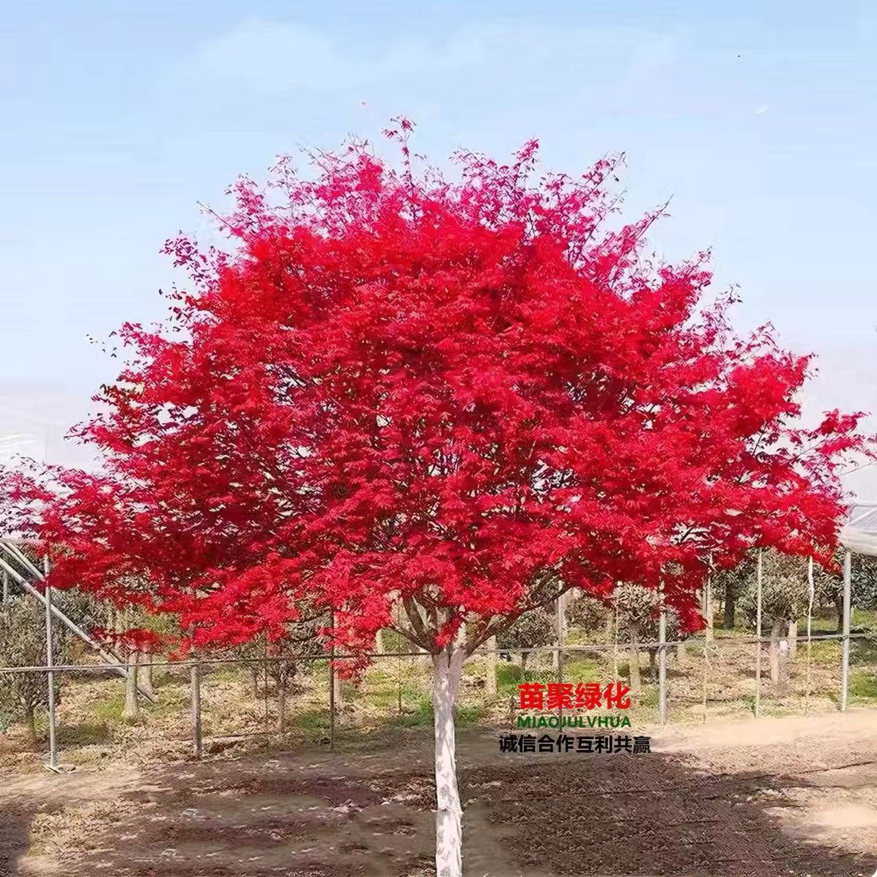 红枫树苗中国红枫三季红日本红舞姬美国红枫地栽庭院景观植物红枫