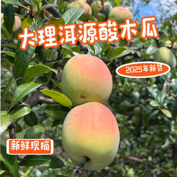 （中果）云南大理特产老品种红花酸木瓜2025年自然成熟现采酸木瓜