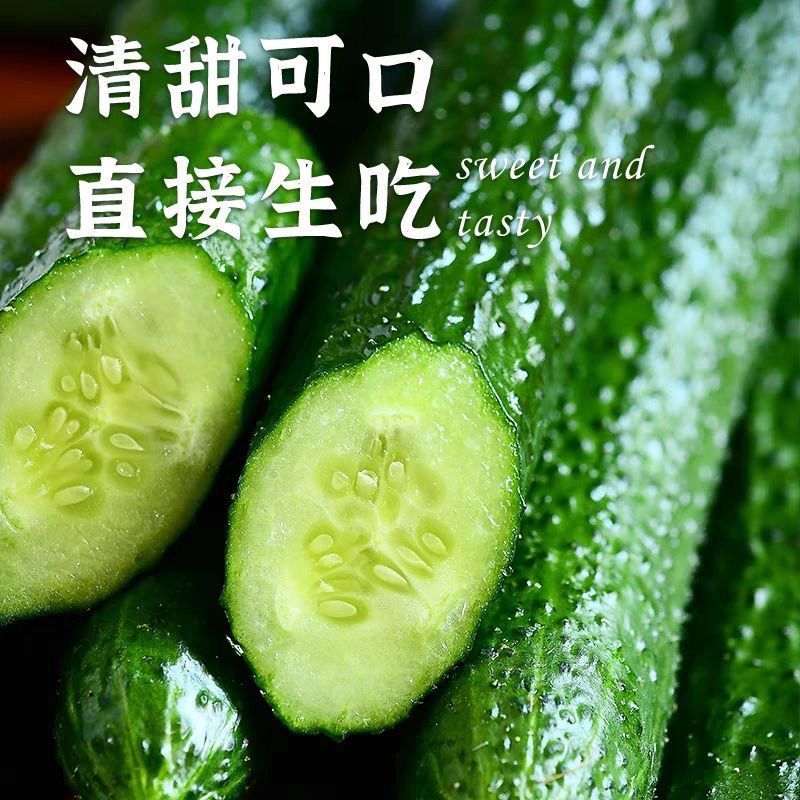 新鲜蔬菜黄瓜新鲜青瓜带刺水果整箱农家当季批发价现摘应季绿心