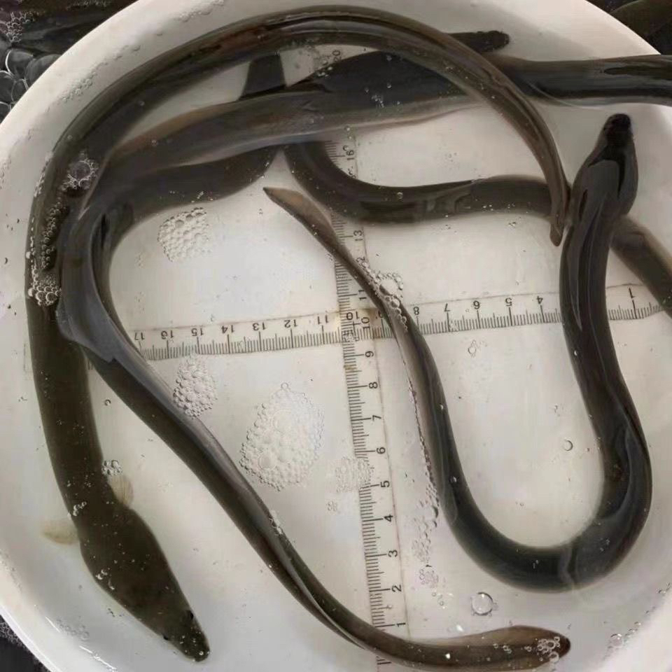 淡水养殖鳗鱼苗活体河鳗白鳗鱼苗白鳝冷水观赏鱼食用易活好养