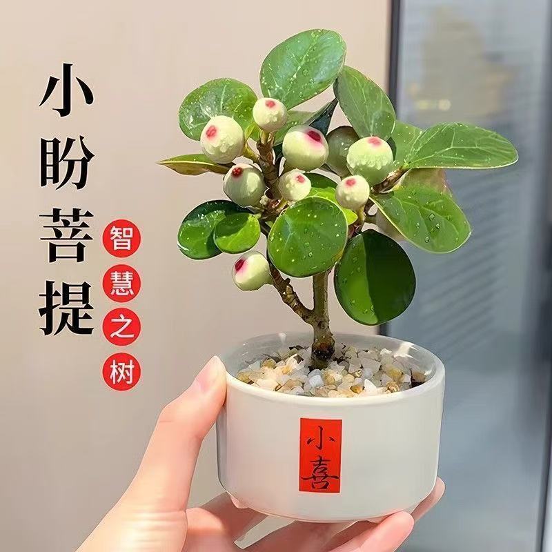 带果小盼菩提菩提树盆栽禅意桌面绿植好养客厅室内植物办公室招财