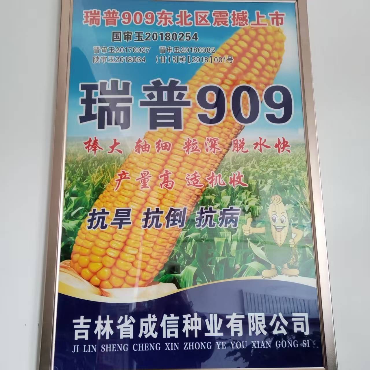 [全款现货] 国审瑞普909玉米种子、山西三联原包正审南北通种