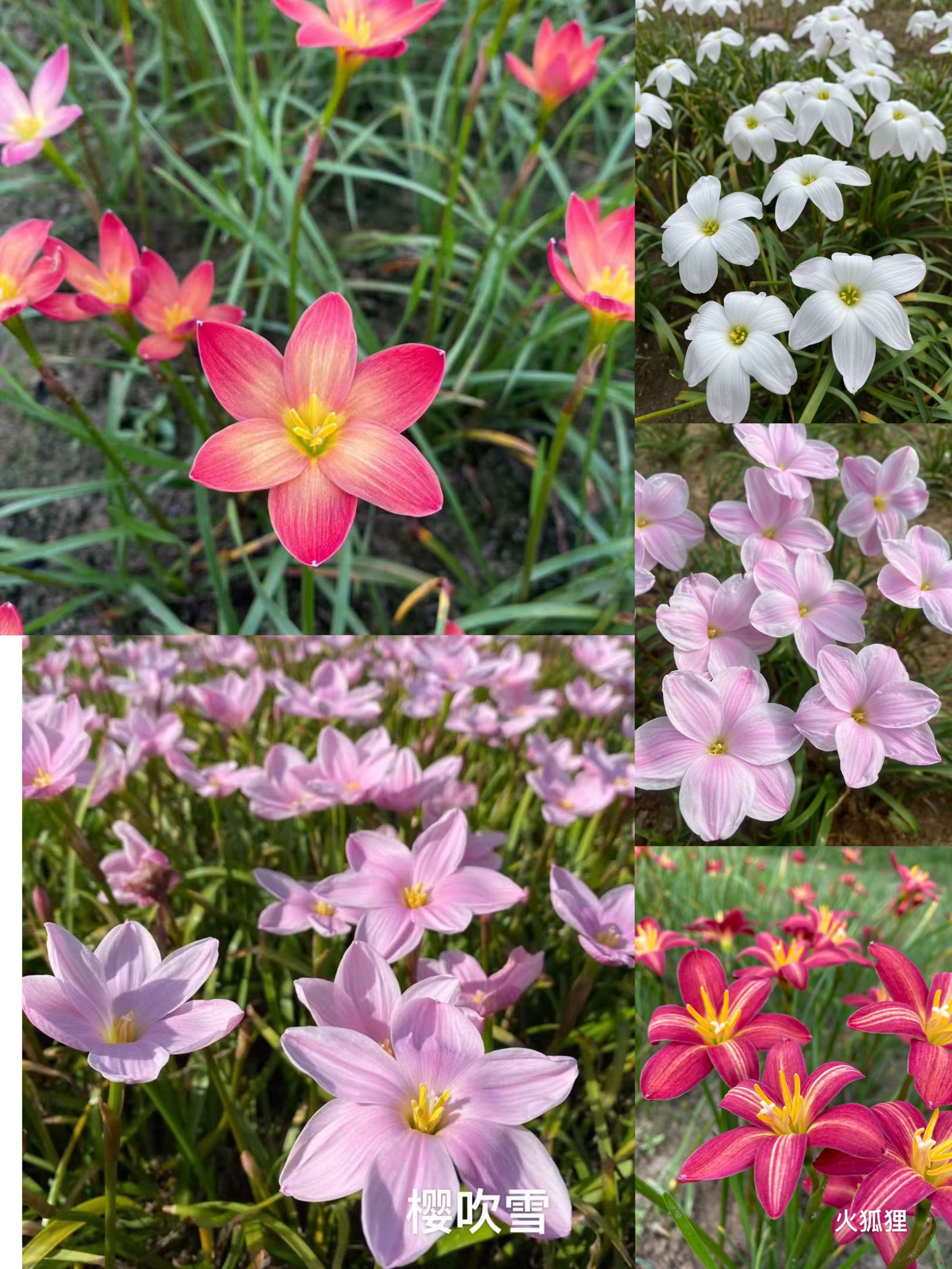 风雨兰单瓣三球五球混合求组合