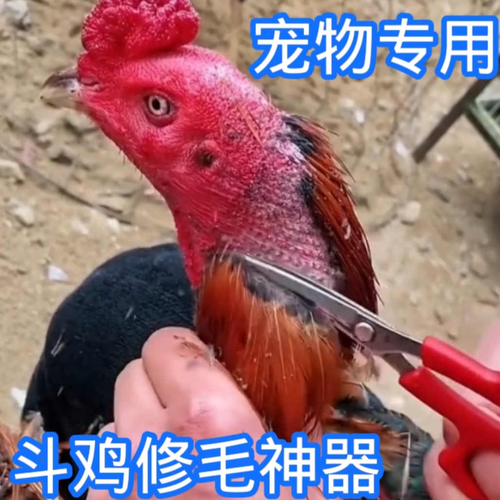 宠物斗鸡专用下毛剪刀 描狗斗鸡 修毛专用用品