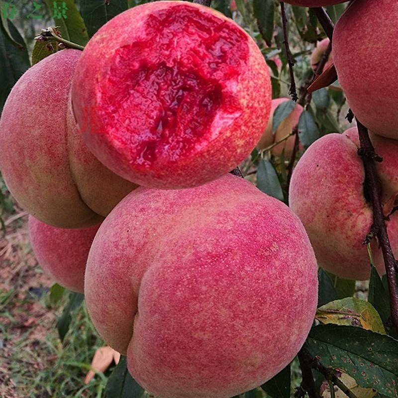 血桃树果苗嫁接特大晚熟冬桃苗黄桃树苗南北方种地栽水蜜桃树果树