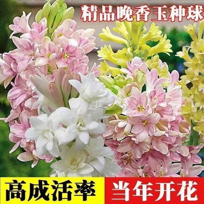 重瓣晚香玉种球带芽头四季可种植花开香满园适合阳台盆栽