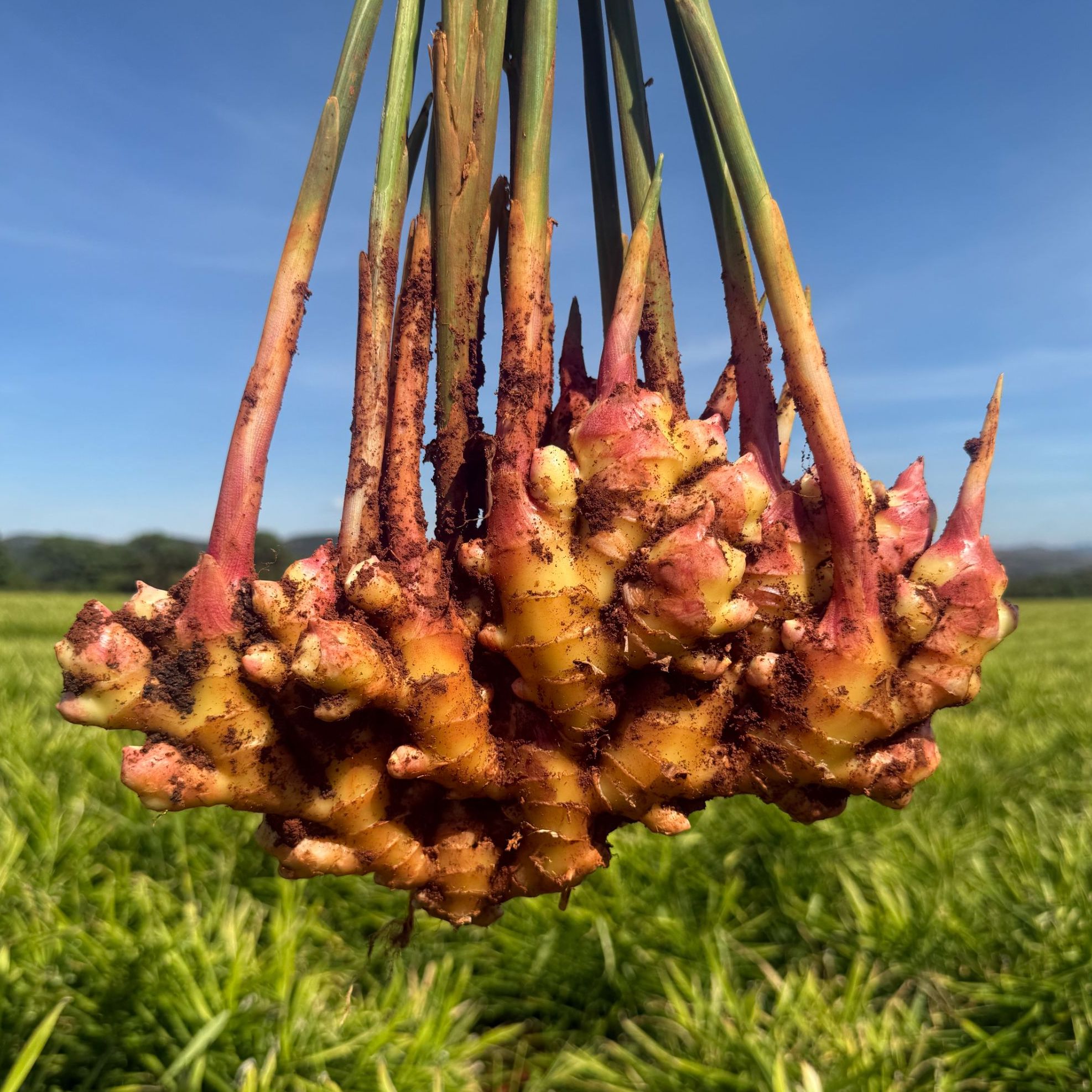 【产地直发】云南小黄姜嫩姜仔姜红芽嫩姜新鲜现挖姜味十足