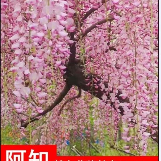 新紫藤紫藤花树苗盆栽花卉紫藤萝围墙开花植物庭院四季藤蔓家庭