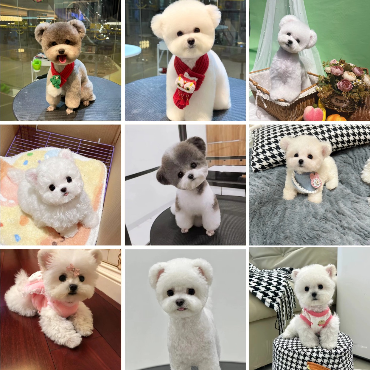 双血统纯种飞耳比熊小型宠物狗小体比熊幼犬活体