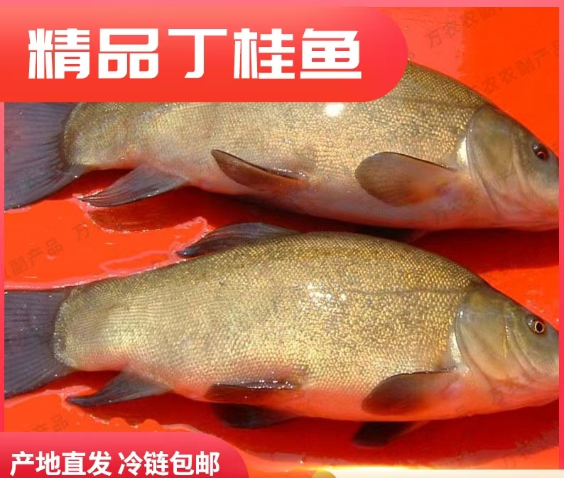 【黄金桂鱼】东北特产精品野生冷水丁桂鱼包邮到家