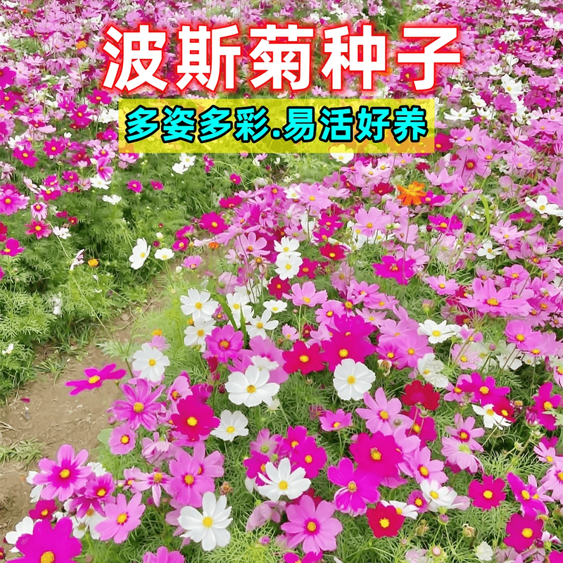 波斯菊种子格桑花多色混装庭院阳台懒人新手花籽易活室内外四季活