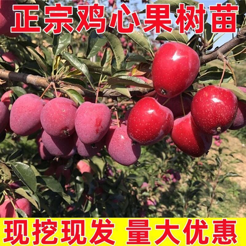 鸡心苹果苗耐寒抗冻盆栽地栽南方北方种植鸡心小苹果树苗当新品种