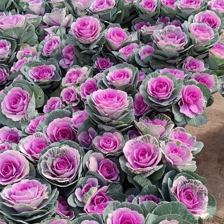 玫瑰羽衣甘蓝盆栽庭院花卉耐寒好养可食可赏多头盆景绿植花卉