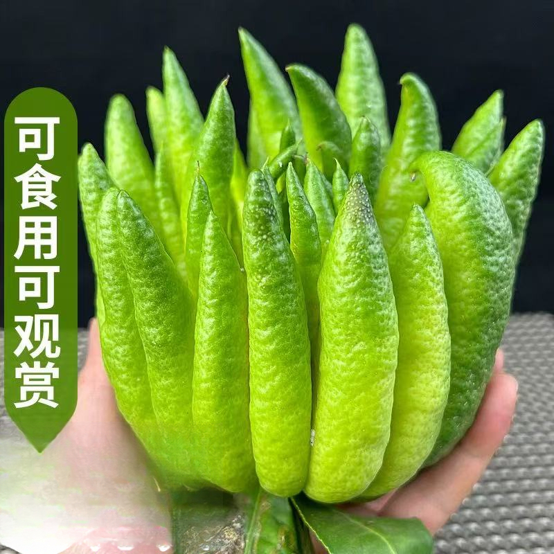 现摘 新鲜 佛手柑鲜果大果观赏水培闻香清供食用摆件青果不带枝