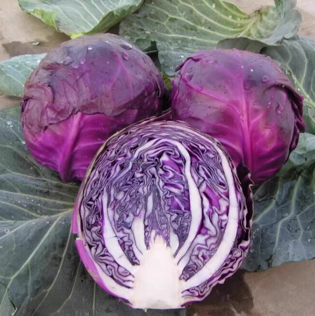 云南高原新鲜紫甘蓝可生吃适合做沙拉的优质蔬菜