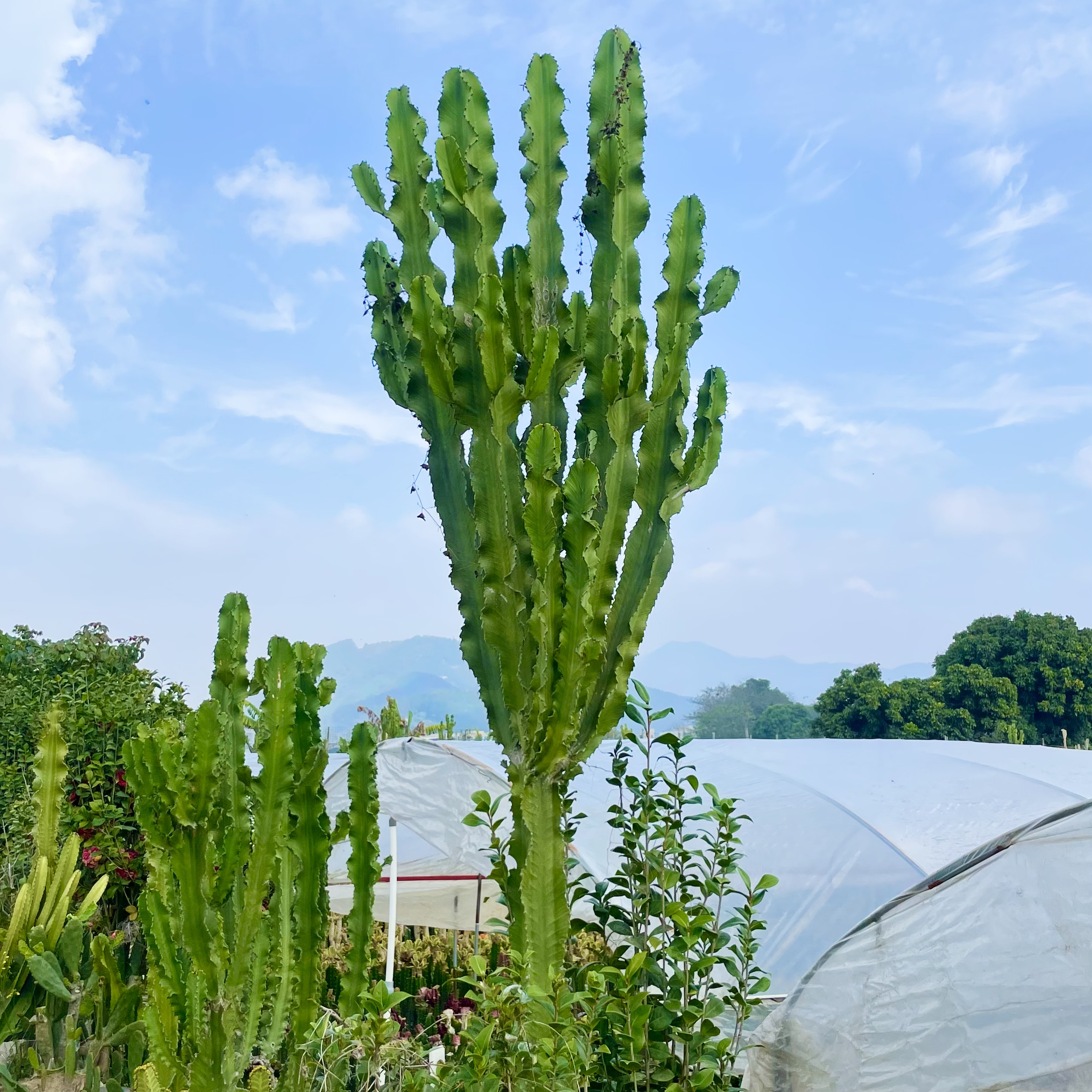 超大型仙人掌植物造景植物美国大戟阁2-3米高庭院景观沙生植物