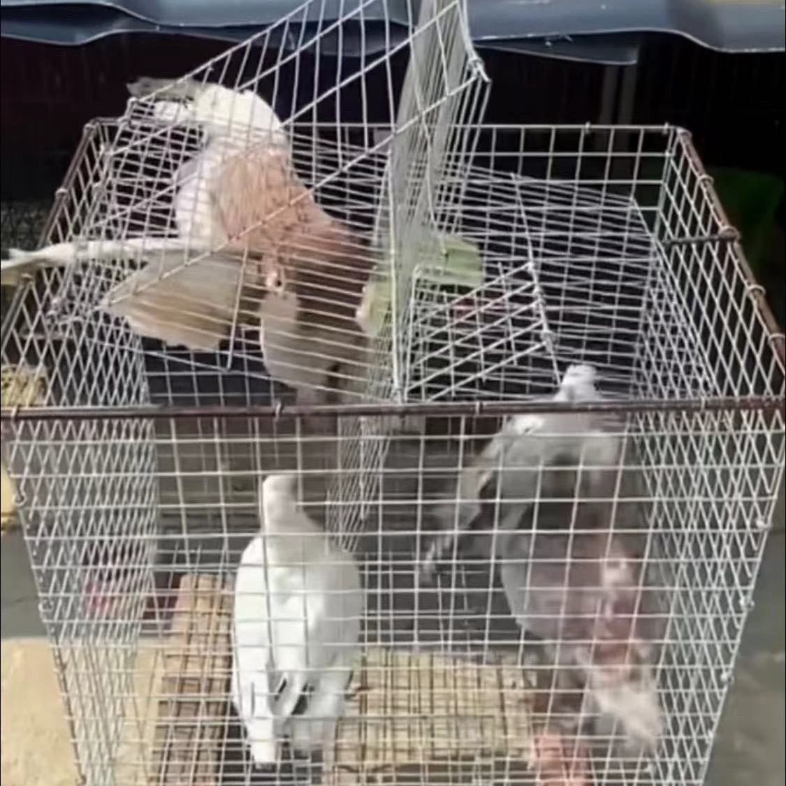 DIY拼装旋转安装翻板46镀锌35网孔厘米新款鸽笼升级版