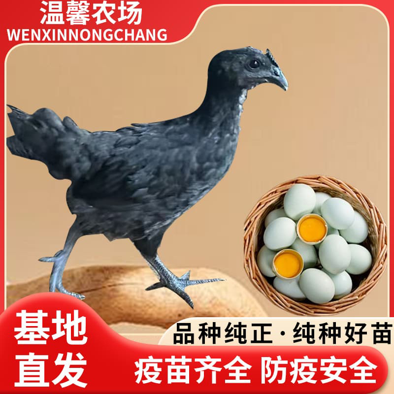 （12只）纯种五黑一绿鸡，林间散养半斤左右发货，顺丰包邮