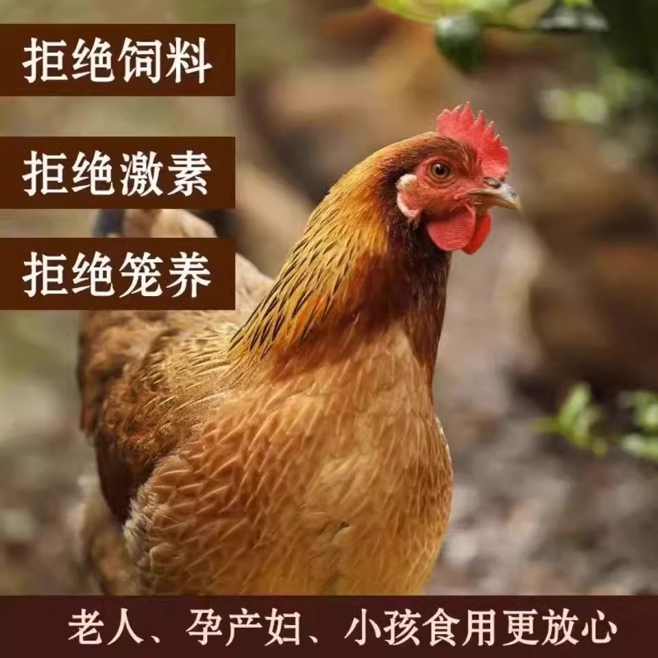 大侠 自家粮食散养林间土鸡 现宰现杀