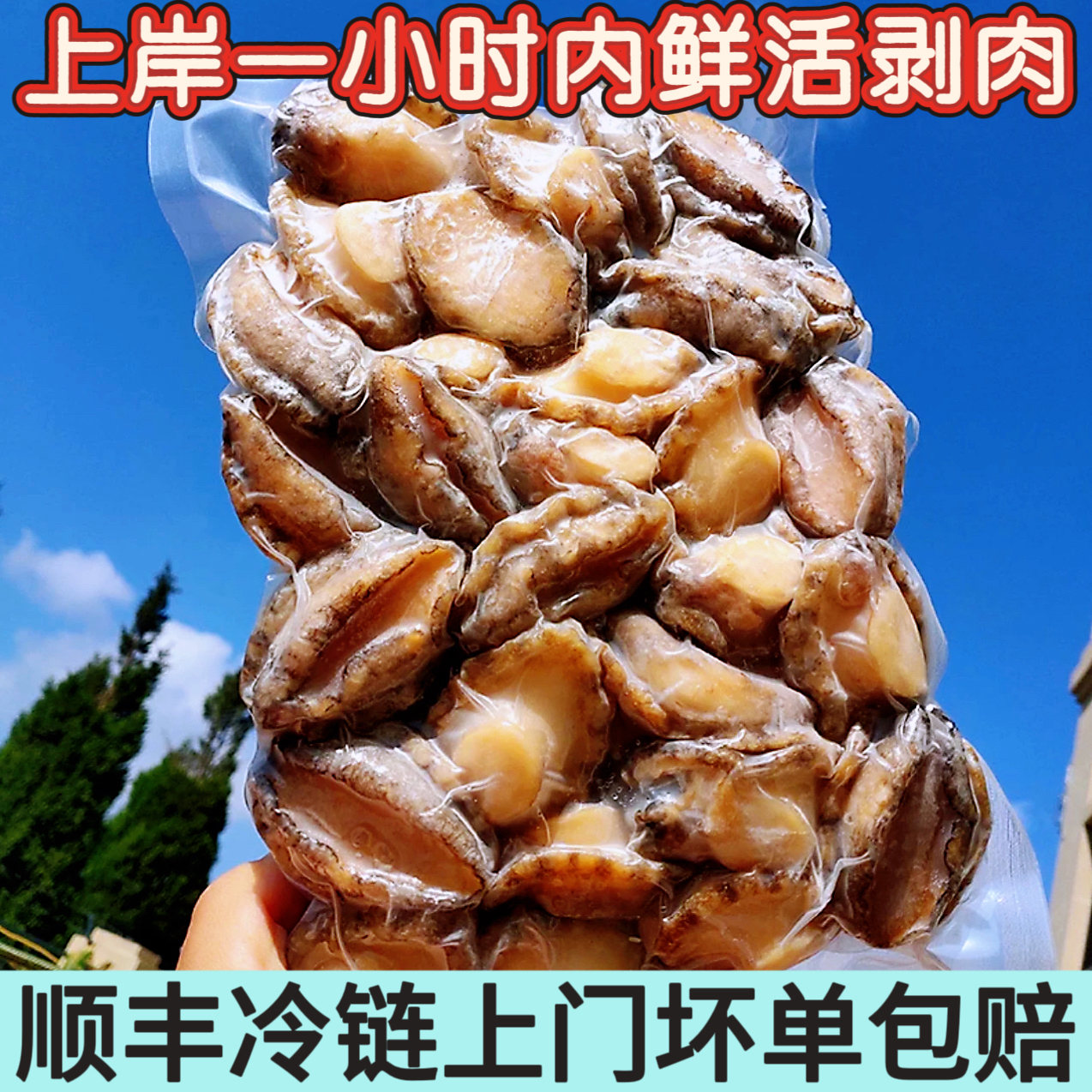 500g/包 大个鲜冻鲍鱼肉 去壳去内脏处理好 新鲜速冻鲍鱼顺丰发货