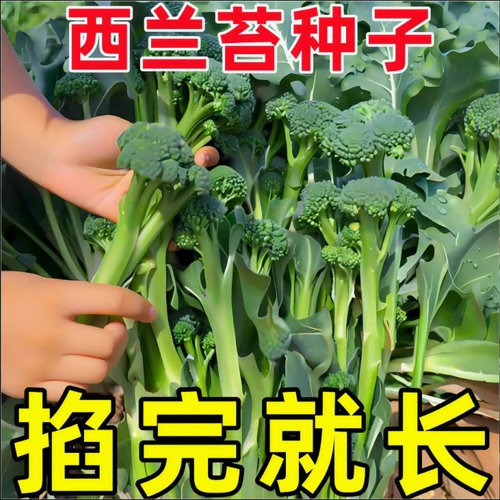 正宗西兰苔种子西兰花种子芥蓝芥兰菜心种子秋季阳台盆栽花菜种子