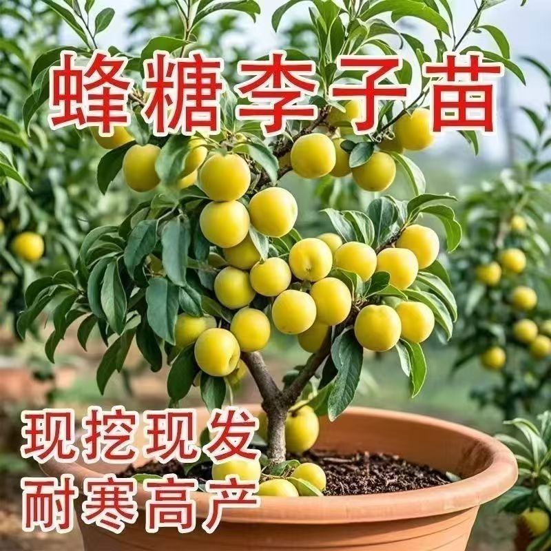 嫁接蜂糖李子树苗新品种无核李子苗三华李南北方种植庭院当年结果