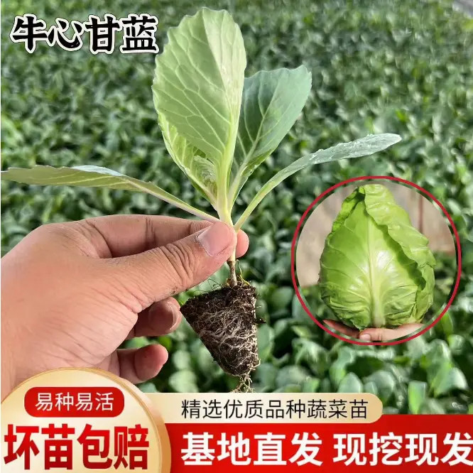 牛心甘蓝苗牛心甘蓝秧苗秋冬季耐寒蔬菜种子种苗大全阳台庭院盆栽