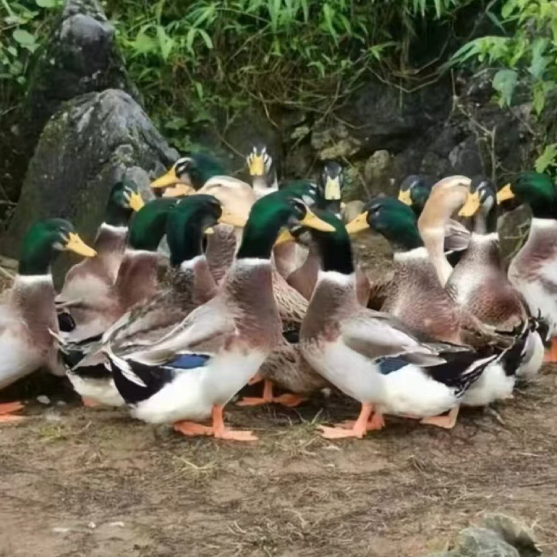 农家放养青头鸭京东活鸭包邮或京东宰好冷链包邮，约5.5斤左右每只