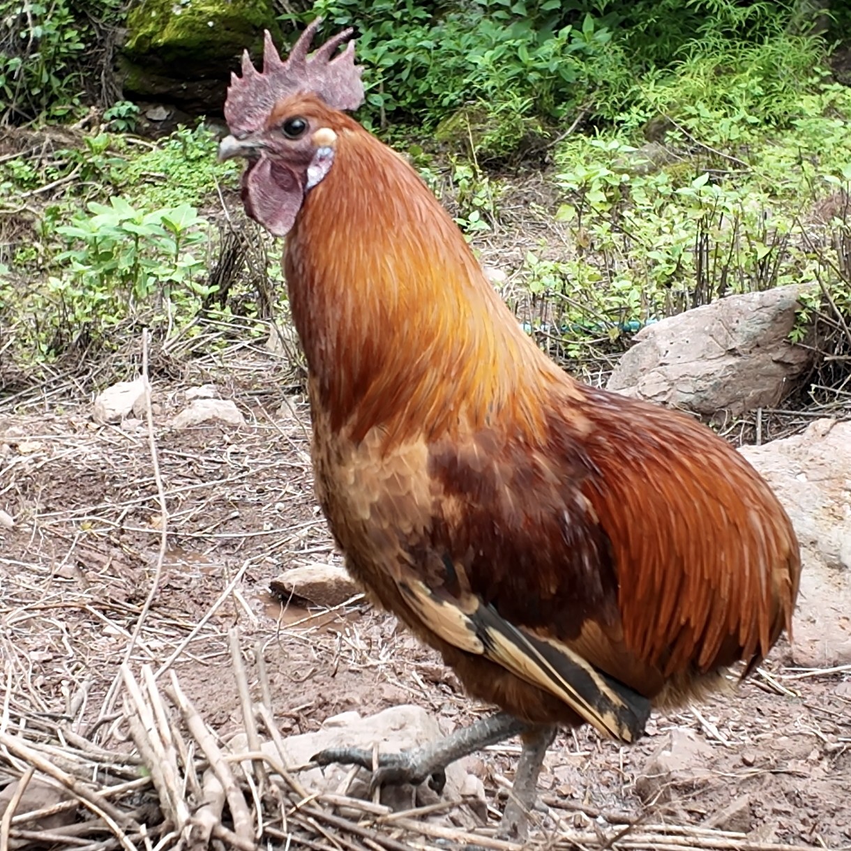 镇沅瓢鸡生态健康之选